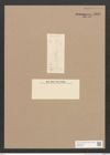 Diatomeae indet. Zeichnungen Sammlung Grunow Nr. 3338 (NHMW-BOT-W0370846)